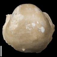 Linoproductus  sp.