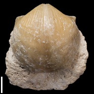 Choristites  sp.