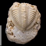 Ditomopyge  sp.