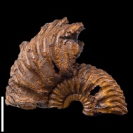 Cardioceras  sp.