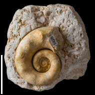 Porcellia  sp.