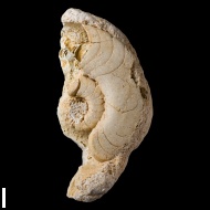 Domatoceras  sp.