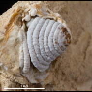Cleiothyridina  sp.