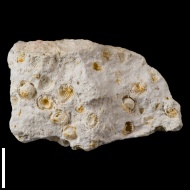 Schwagerina  sp.