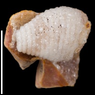 Spirifer  sp.