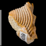Cleiothyridina  sp.