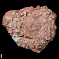 Archaeocidaris  rossica