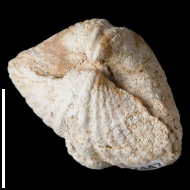 Spirifer  sp.