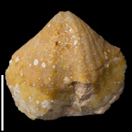 Spirifer  sp.