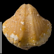 Spirifer  sp.