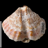 Spirifer  sp.