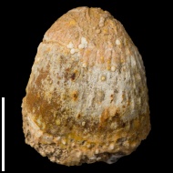 Aulosteges  sp.