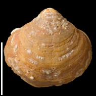 Cleiothyridina  sp.