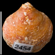 Cleiothyridina  sp.