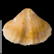 Spirifer  sp.