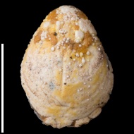 Dielasma  sp.