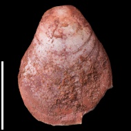 Dielasma  sp.