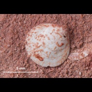 Dielasma  sp.