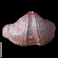 Licharewia  rugulata