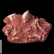 Licharewia  sp.