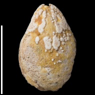 Dielasma  sp.