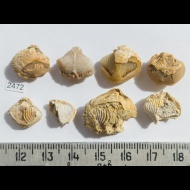 Cleiothyridina  sp.