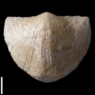 Choristites  sp.