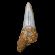 Cretoxyrhina  sp.