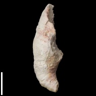 Pseudobradyphyllum  nikitini