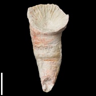 Pseudobradyphyllum  nikitini