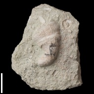 Pseudobradyphyllum  nikitini