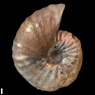 Arcthoplites  bogoslowskyi