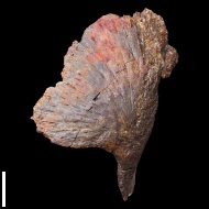 Dvinosaurus  sp.