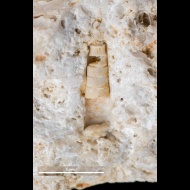 Pseudorthoceras  sp.