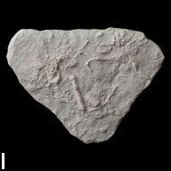 Acrocrinus  sp.