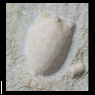 Acrocrinus  sp.