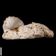 Enteletes  lamarckii