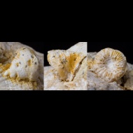 Pseudobradyphyllum  serpens