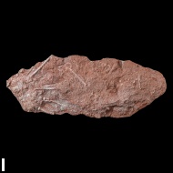 Archaeocidaris  rossica