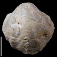 Enteletes  lamarckii