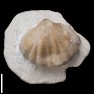 Meekella  sp.