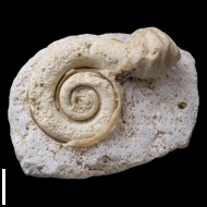 Enteletes  lamarckii