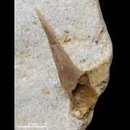 Hamulospina  morozovi