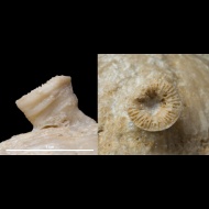 Pseudobradyphyllum  serpens