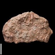 Archaeocidaris  rossica