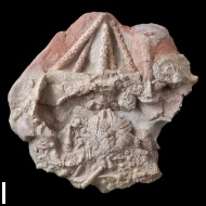 Archaeocidaris  rossica