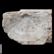 Neochonetes  sp.
