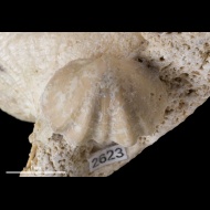 Enteletes  lamarckii