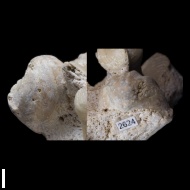 Enteletes  lamarckii