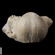 Chaoiella  sp.